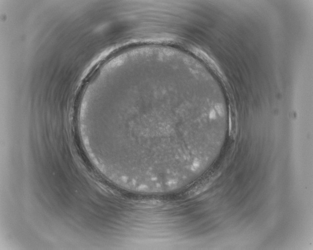 X0000085260483200704092118