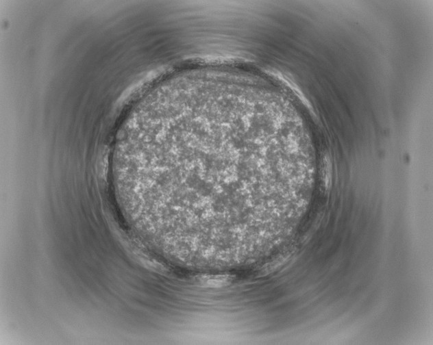 X0000085260495200704092118