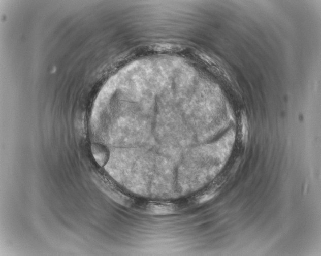 X0000085260510200704092118