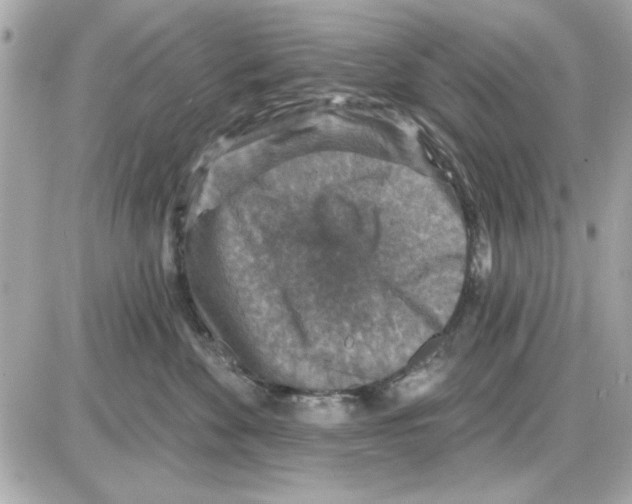 X0000085260524200704092117