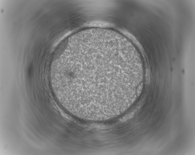 X0000085260529200704092117