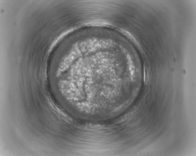 X0000085260531200704092117