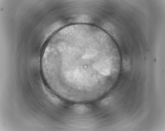 X0000085260534200704092117