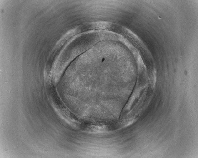 X0000085260552200704092117