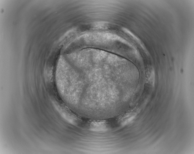 X0000085260560200704092117