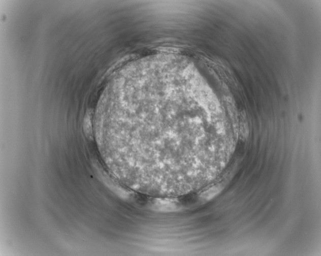 X0000085260573200704092117