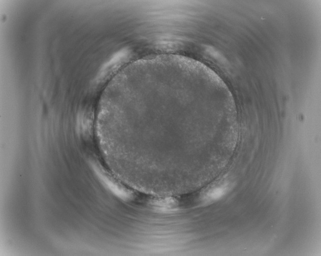 X0000085260576200704092117