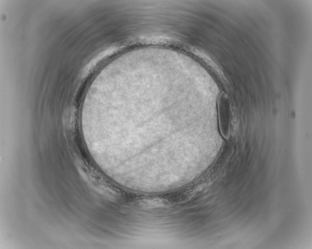 X0000085260583200704092116