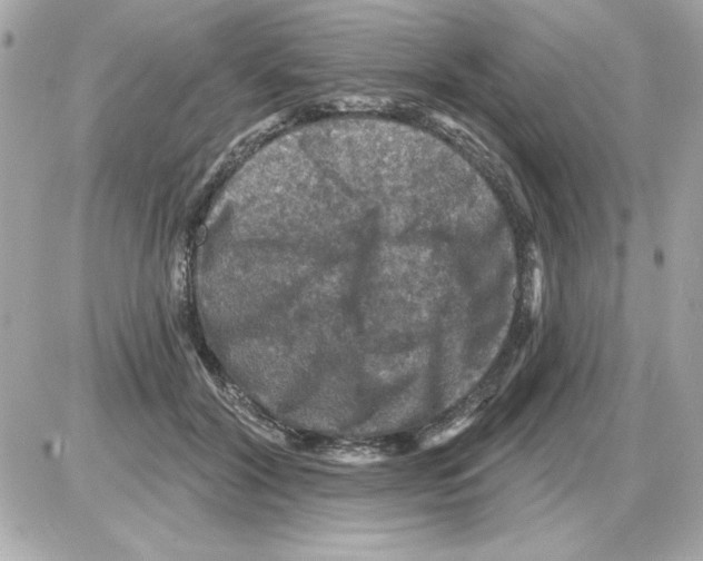 X0000085260604200704092116