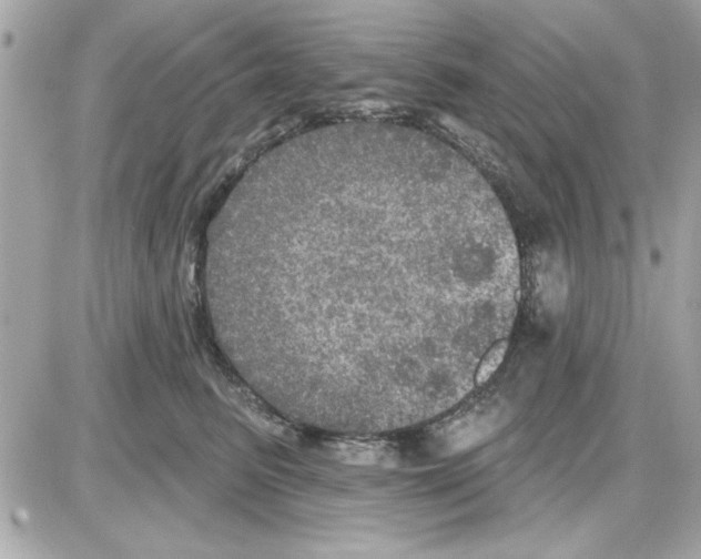 X0000085260615200704092116