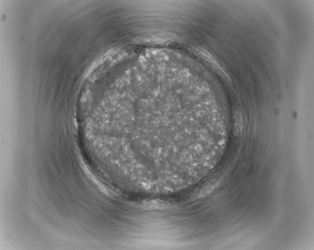 X0000085260634200704092115