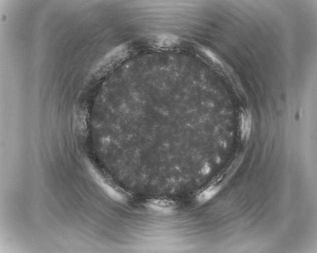 X0000085260654200704092115