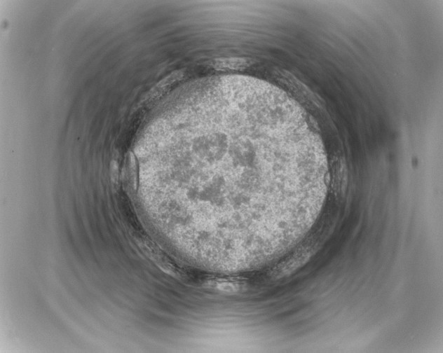 X0000085260655200704092115