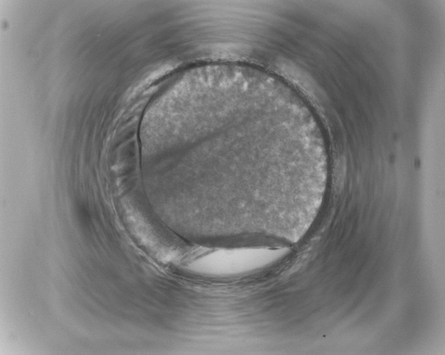 X0000085260673200704092115