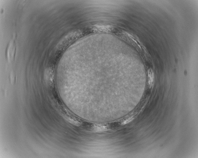 X0000085260701200704092115