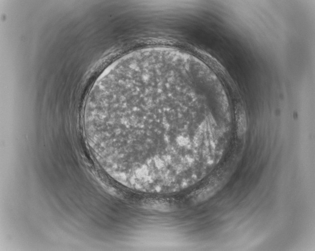 X0000085260729200704092114