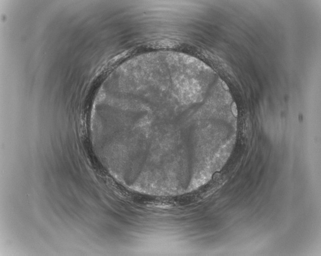 X0000085260743200704092114