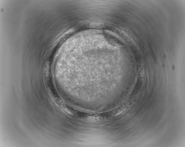 X0000085260744200704092114