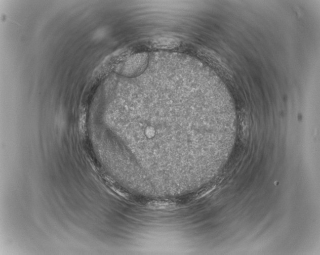 X0000085260745200704092114