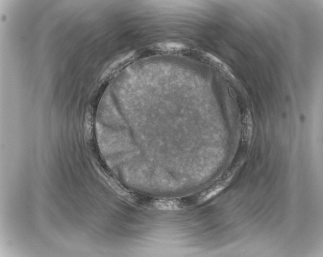 X0000085260762200704092114