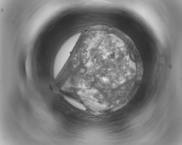 X0000085260765200704092114