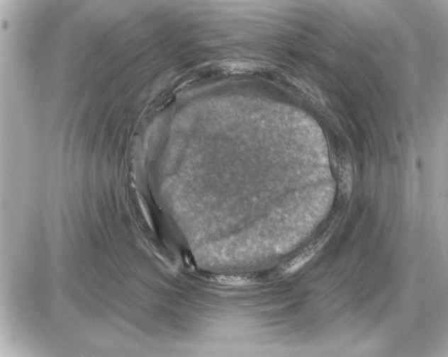 X0000085260766200704092114