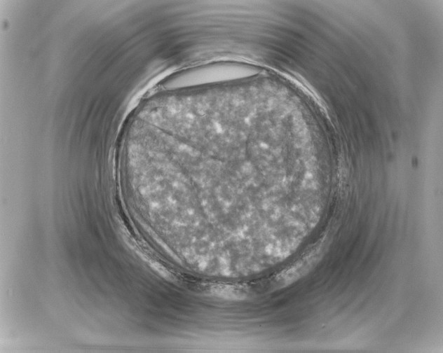 X0000085260790200704092113