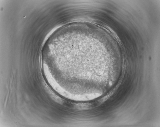 X0000085260796200704092113