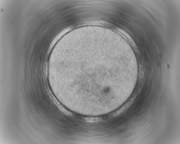 X0000085260804200704092113