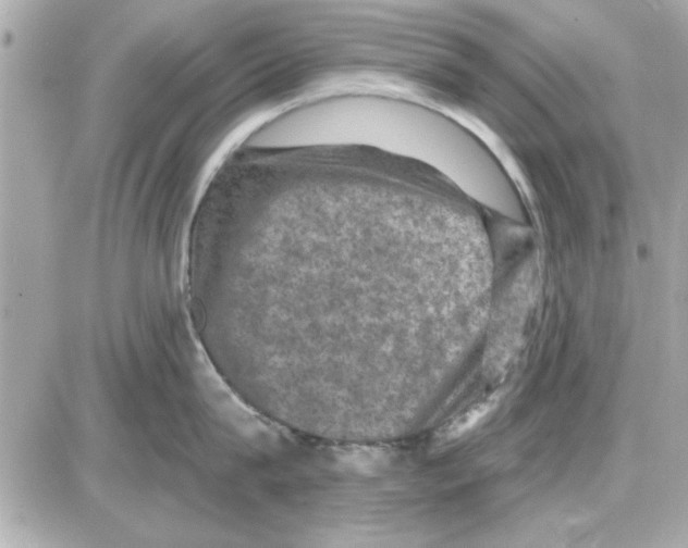 X0000085260815200704092113