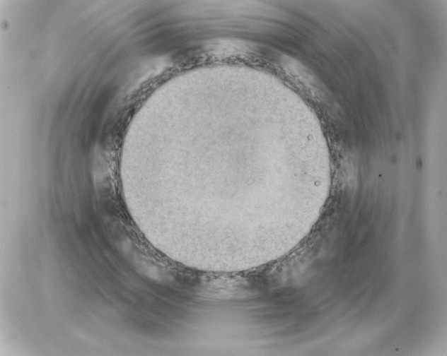 X0000085260824200704092112