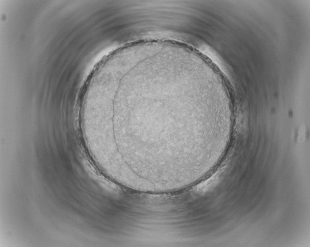 X0000085260832200704092112