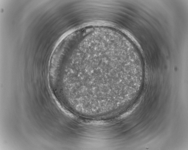 X0000085260845200704092112