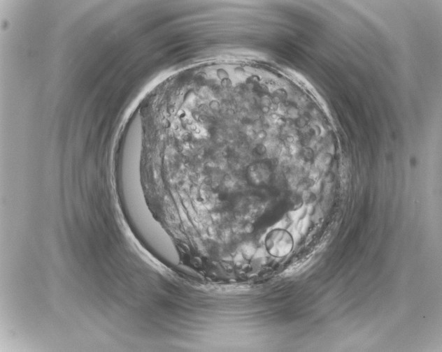 X0000085260851200704092112