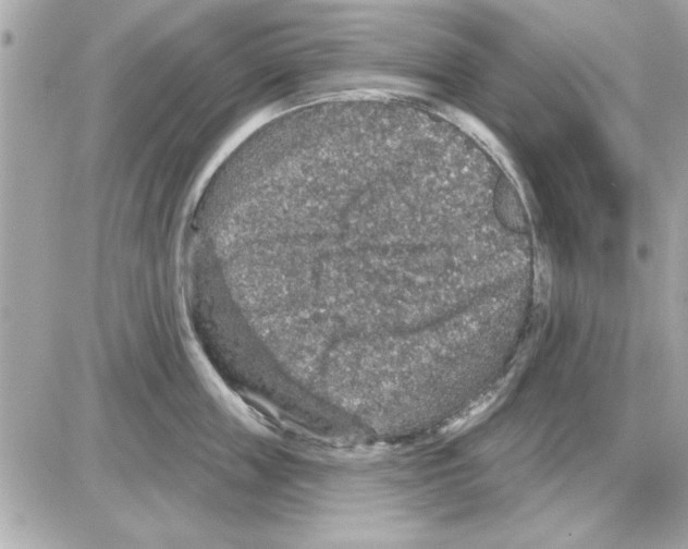 X0000085260859200704092112