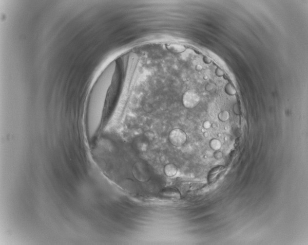 X0000085260863200704092113