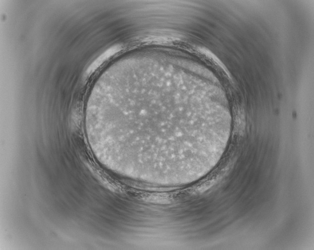 X0000085260874200704092112