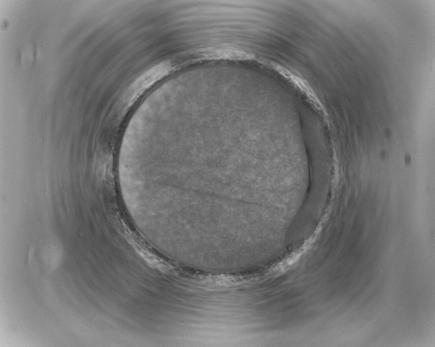 X0000085260881200704092112