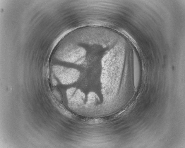 X0000085260891200704092111