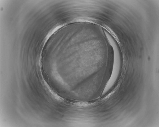 X0000085260893200704092111