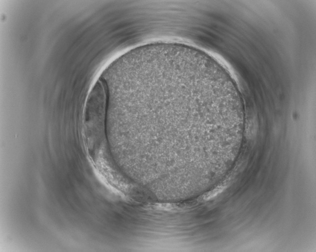 X0000085260903200704092111