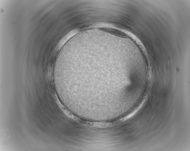 X0000085260905200704092111