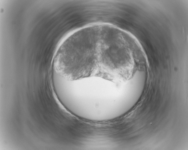 X0000085260911200704092111