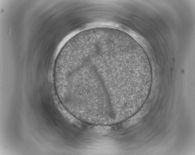 X0000085260912200704092111