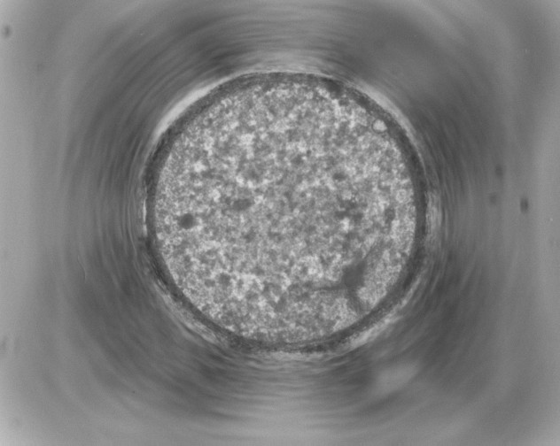 X0000085260925200704092110