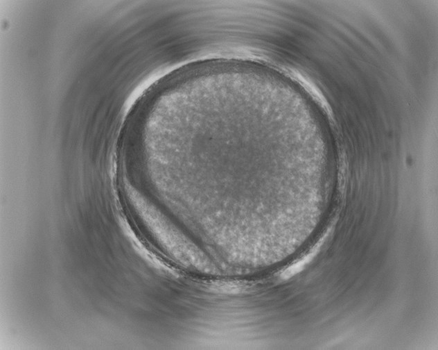 X0000085260944200704092111