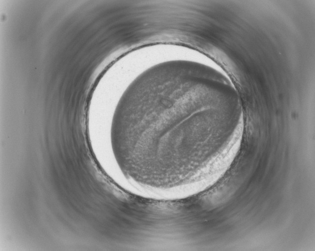 X0000085260950200704092111