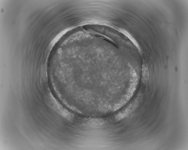 X0000085260972200704092110