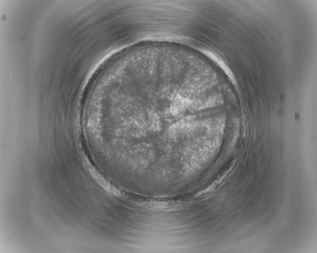 X0000085260976200704092110