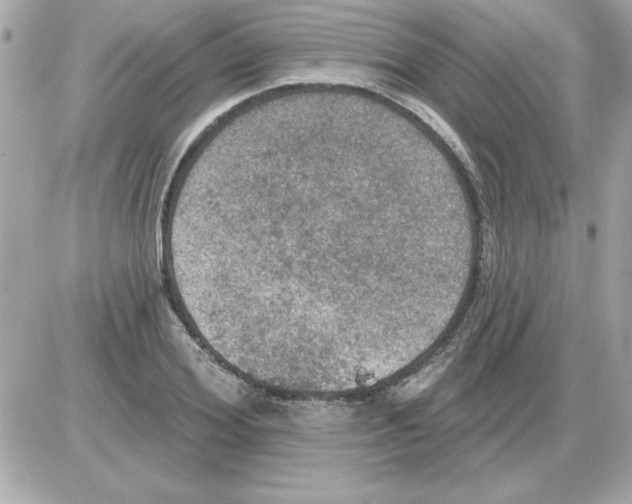 X0000085260980200704092110